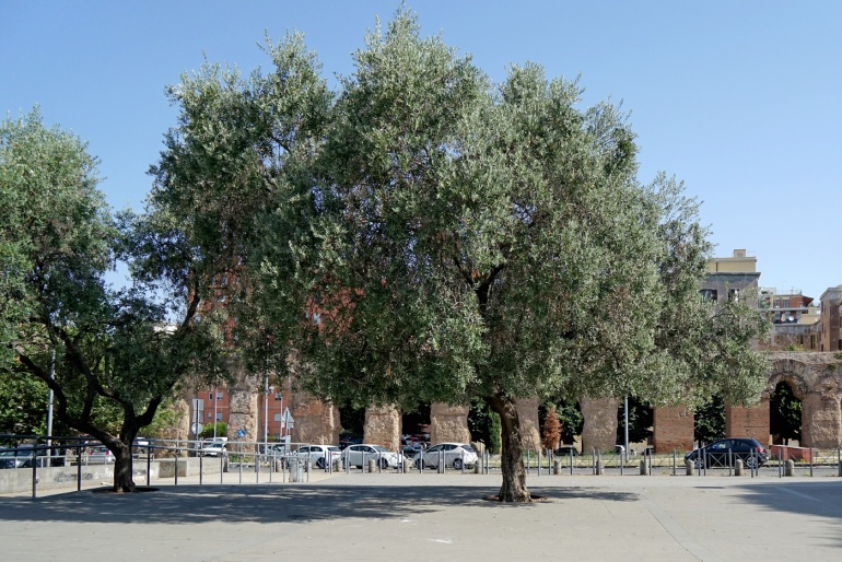 Largo Raffaele Pettazzoni - Torpignattara