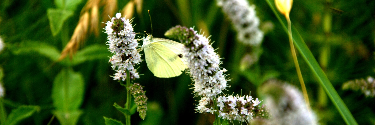 farfalla bianca