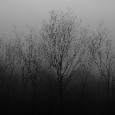 Paesaggio desolato in nebbioso stato: l'Attesa